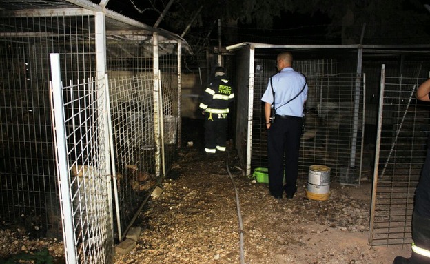 הכלבייה בסכנין (צילום: בשיר אמין)