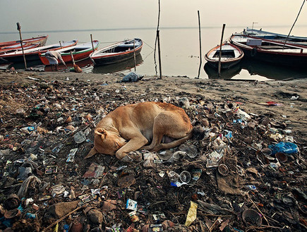 כלב ישן על ערימת זבל בגנגס, הודו (צילום: התמונות באדיבות Matjaz Krivic)