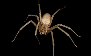 עכביש ששן חום (צילום: Ladyb695, Wikipedia)