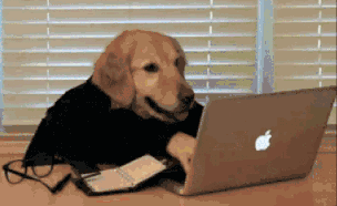 כלב משתמש במחשב, GIF