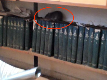 עכבר מעל הספרים (צילום: ירון לוי)