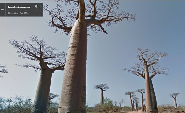 עצי באובב, גלריית מקומות נידחים (צילום: Google Maps)