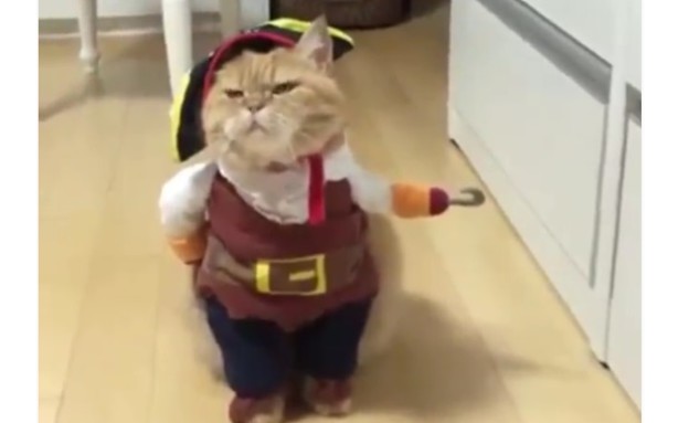 החתול פיראט ששווה מיליונים (צילום: מתוך הסרטון)