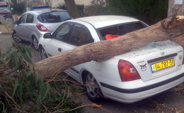 חיפה: עץ נפל על רכב