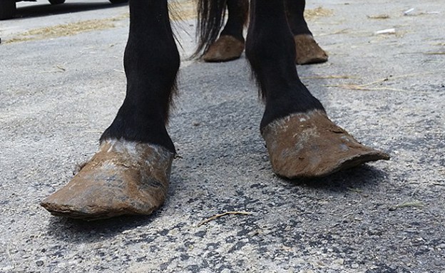 שרירנים מרעיבים סוסים (צילום: SPCA)