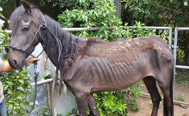 שרירנים מרעיבים סוסים (צילום: SPCA)