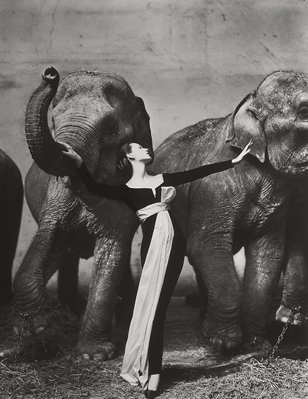דובינה עם פילים (צילום: ריצ'ארד אבדון)