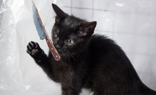 חתול עם סכין (צילום: mashable, מעריב לנוער)