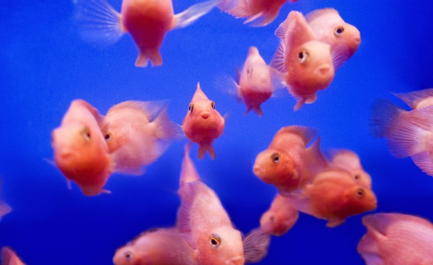מה עושים עם הרבה דגים? (צילום: Thinkstock)