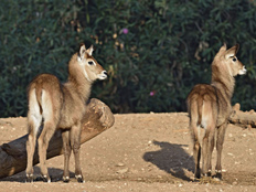 טליה ואביגיל (צילום: טיבור יגר)