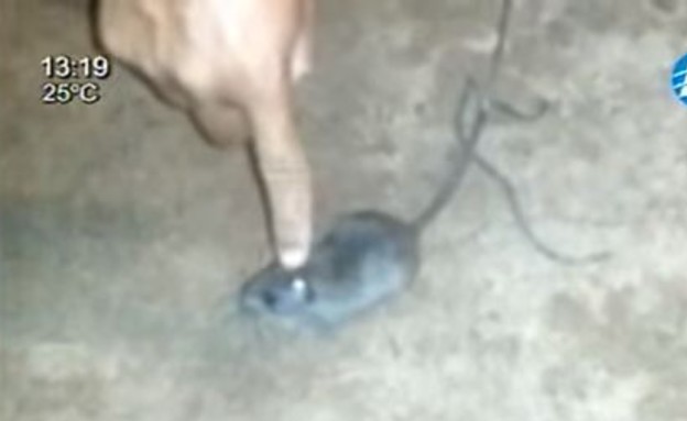 עכבר דילר (צילום: יוטיוב)