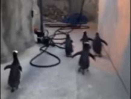 פינגווינים בורחים (צילום: יוטיוב)