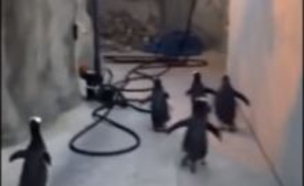 פינגווינים בורחים (צילום: יוטיוב)