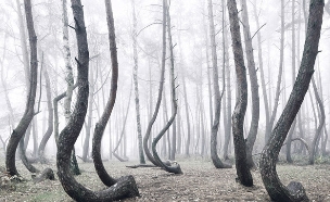 יער מכושף (צילום: kilianschoenberger.de)