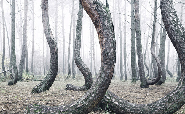 יער מכושף (צילום: kilianschoenberger.de)