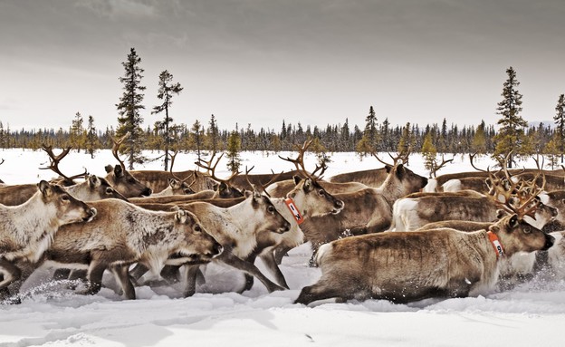 Galloping reindeer herd (צילום: Gary Latham/Lonely Planet ©)