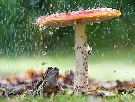 פטריה בגשם (צילום: Tim Gainey/Alamy)