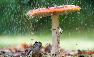פטריה בגשם (צילום: Tim Gainey/Alamy)