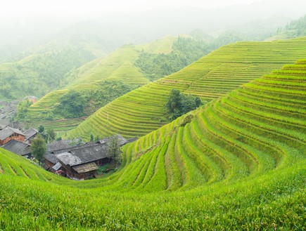 טרסת האורז בפיליפינים (צילום: אימג'בנק / Thinkstock)