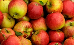 הרובוט שיחליף את קוטפי התפוחים (צילום: רויטרס)
