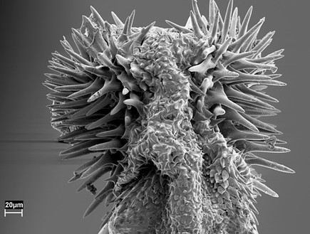 חיפושית הזרע (צילום: Johanna Rönn, ויקיפדיה)