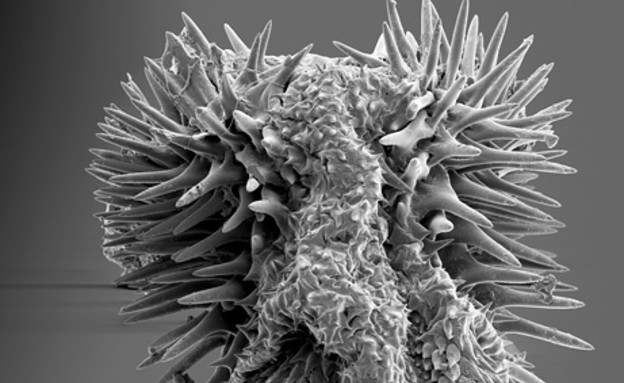 חיפושית הזרע (צילום: Johanna Rönn, ויקיפדיה)