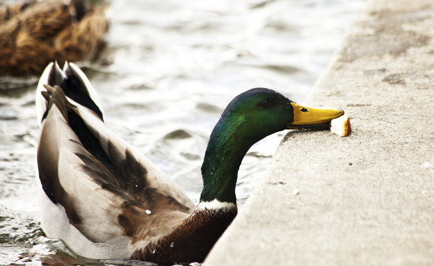 ברווז אוכל לחם (צילום: אימג'בנק / Thinkstock)