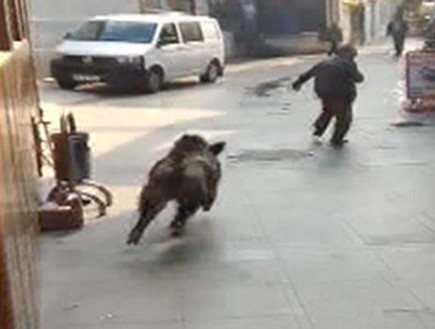 חזיר בר באיסטנבול (צילום: יוטיוב)
