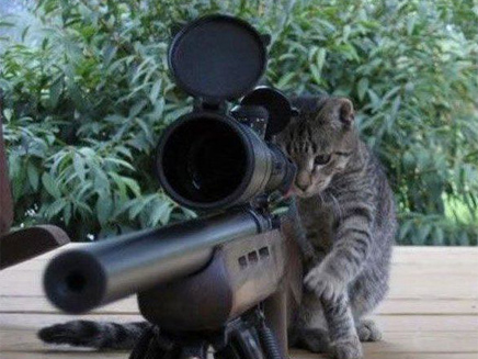 חתולים ללוחמה בטרור (צילום: טוויטר)