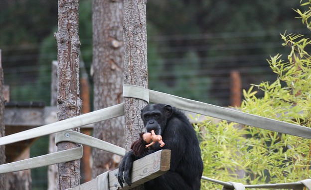 שימפנזה וטרולים (צילום: northwe)