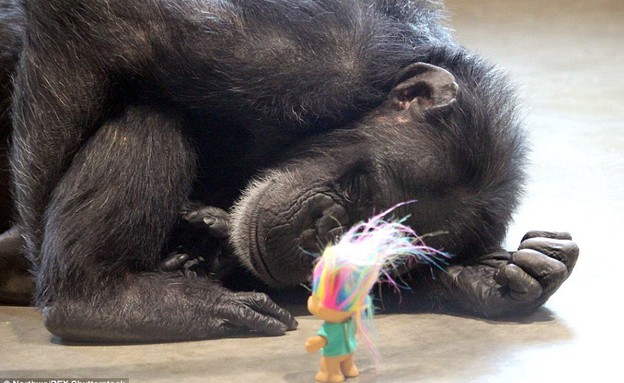 שימפנזה וטרולים (צילום: northwe)
