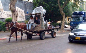 חשד: אלטעזאכן תקף אישה בהריון (ארכיון) (צילום: עמותת הכל חי)