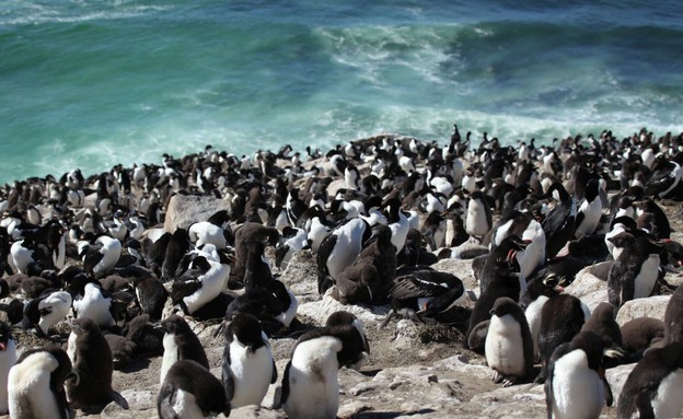 פינגווינים באיי פוקלנד (צילום: Liam Quinn, Flickr)