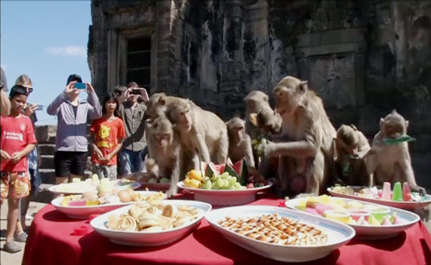 אכול כפי יכולתך: גרסת הקופים (צילום: רויטרס)