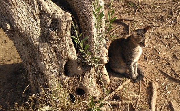 חתולה, צילום ב-HTC Desire 626 (צילום: יאיר מור, NEXTER)