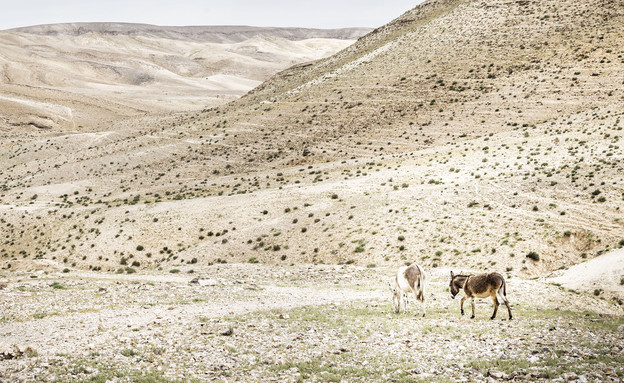 שני חמורים במדבר יהודה (צילום: עידן הוכמן, mako חופש)