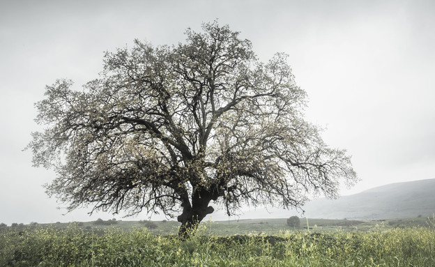עץ אלון ברמת הגולן (צילום: עידן הוכמן, mako חופש)