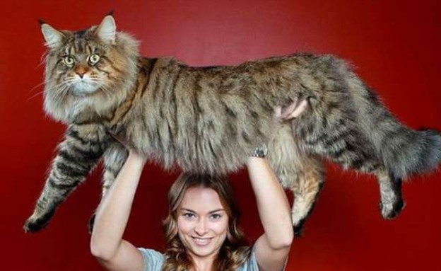 חתול ענק (צילום: טוויטר)