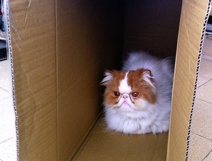 חתולה בקופסה (צילום: ניר סלונים)