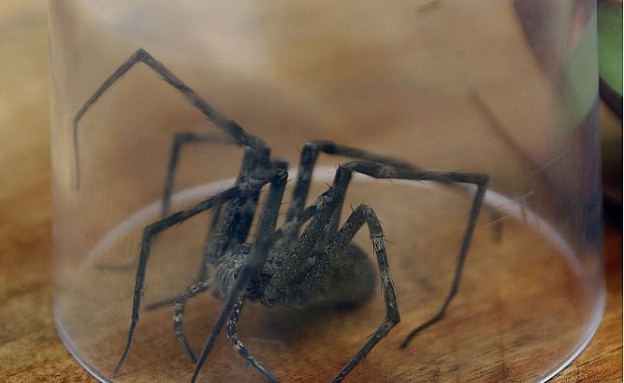 אוכלת עכביש (צילום: ITV)