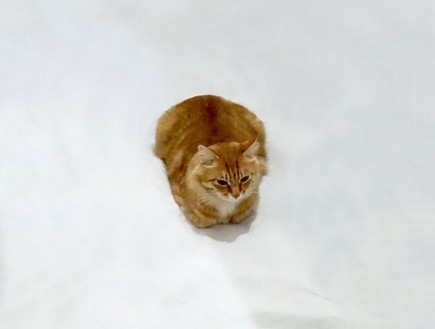 דודל חתול (צילום: boredpanda.com)