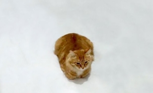 דודל חתול (צילום: boredpanda.com)