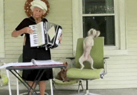 כלב רוקד פולקה (צילום: יוטיוב)