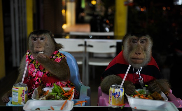 שני קופים במסעדה 25.4 (צילום: אימג'בנק/AFP)
