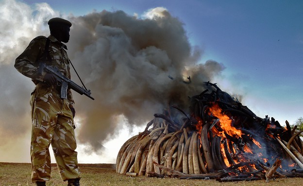 3.3 חייל בקניה לצד 15 טון של שנהב (צילום: אימג'בנק/AFP)