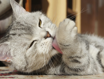 חתול מלקק (צילום: אימג'בנק / Thinkstock)