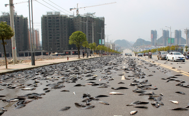 דגים שנפלו ממשאית בסין (צילום: VCG, GettyImages IL)