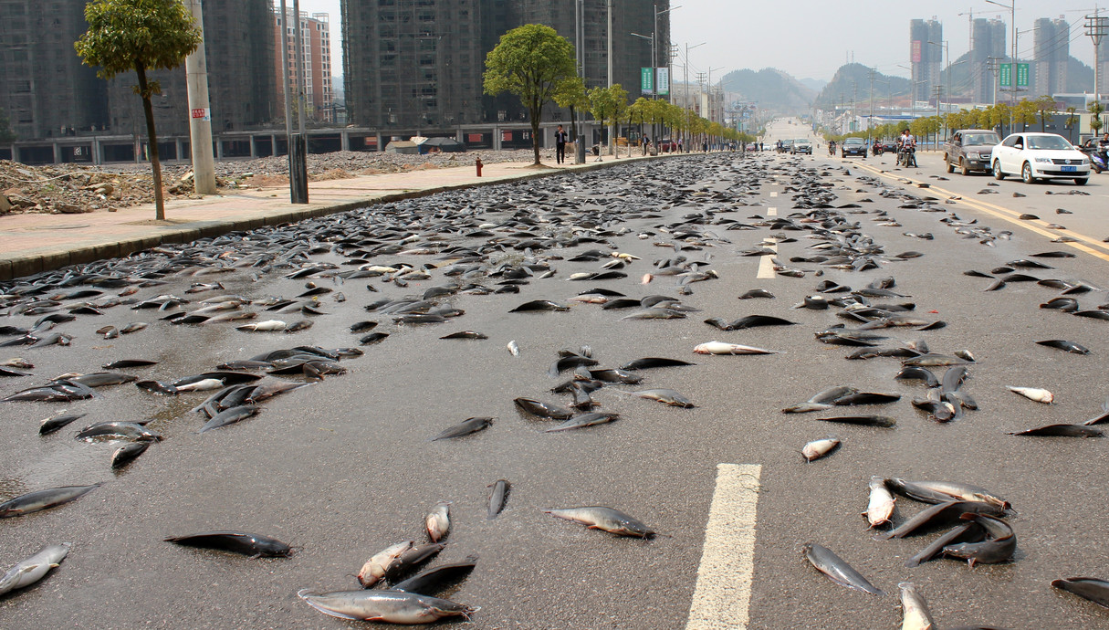 דגים שנפלו ממשאית בסין