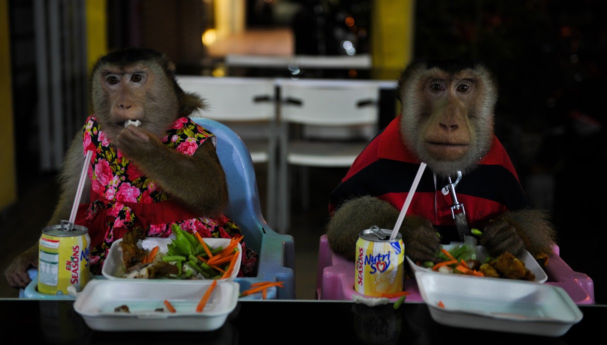 שני קופים במסעדה 25.4