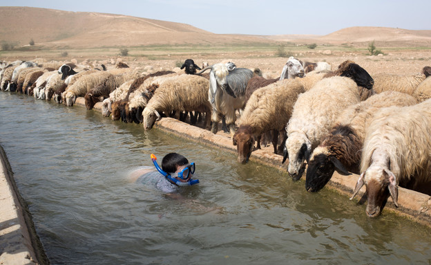 8.4 ילד ישראלי שוחה עם כבשים (צילום: אימג'בנק/AFP, מנחם כהנא)